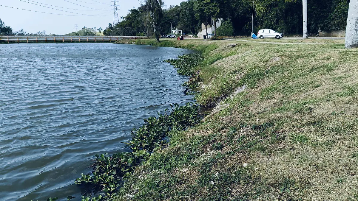 El lirio acuático es una planta que consume grandes cantidades de agua