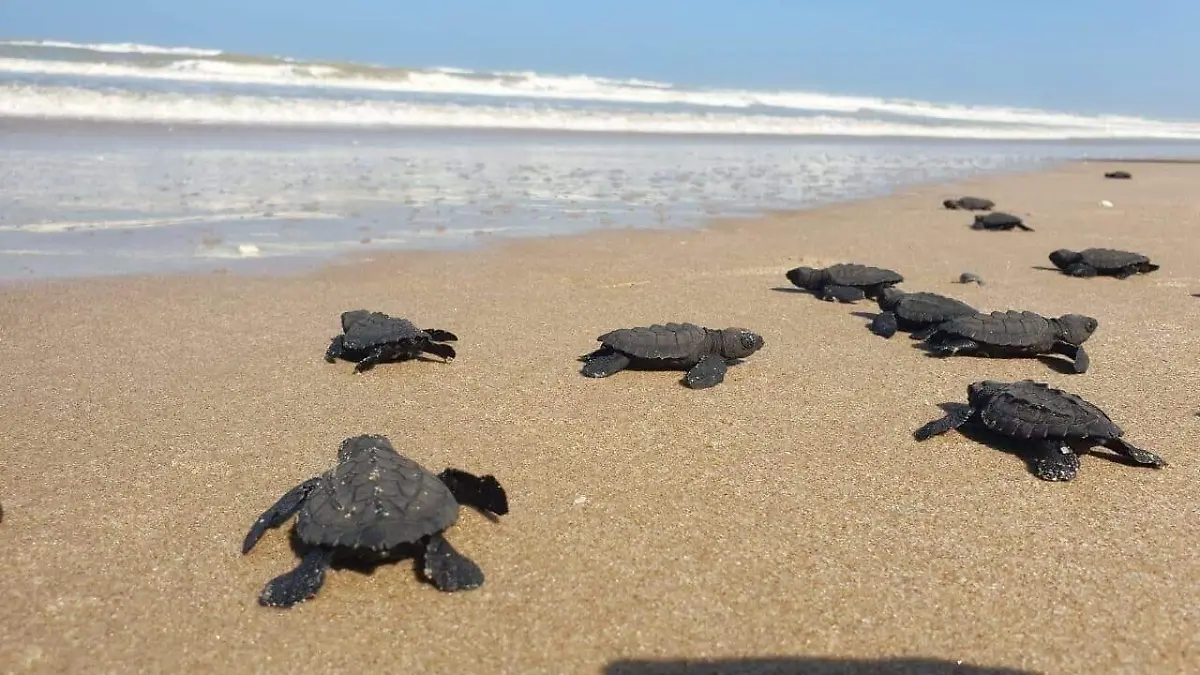 Podrán ver desde el ancestral ritual de la tortuga lora hasta El Zacatón en este documental 