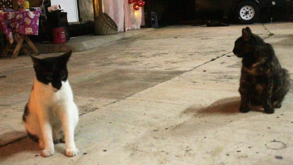 Algunos de los gatitos que puedes conocer en la primera cafetería con michis de Tampico