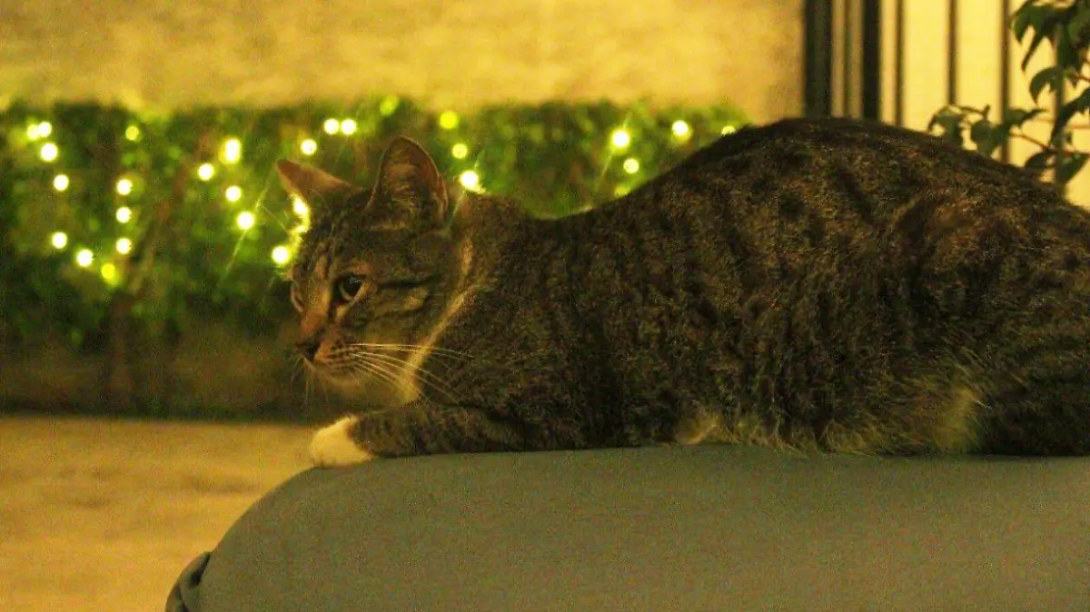 Uno de los michis que podrás conocer en Coffee and Cats, Tampico