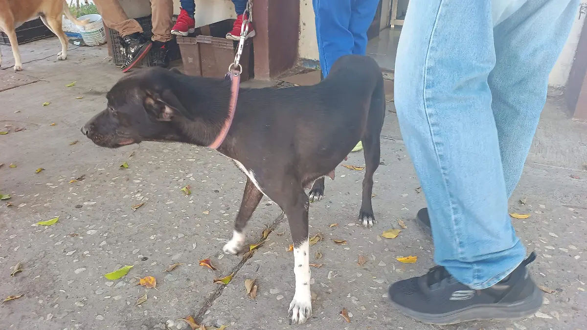 Buscan que las mascotas estén debidamente atendidas y con los cuidados necesarios para su bienestar