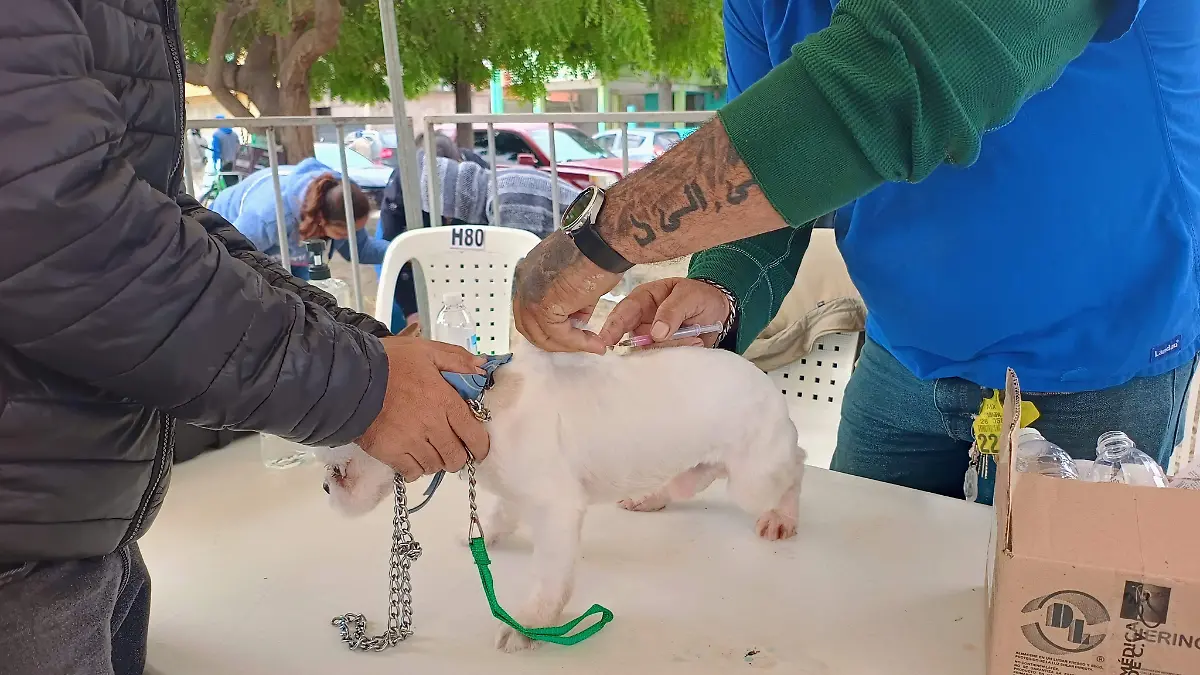 Vacunas y esterilización