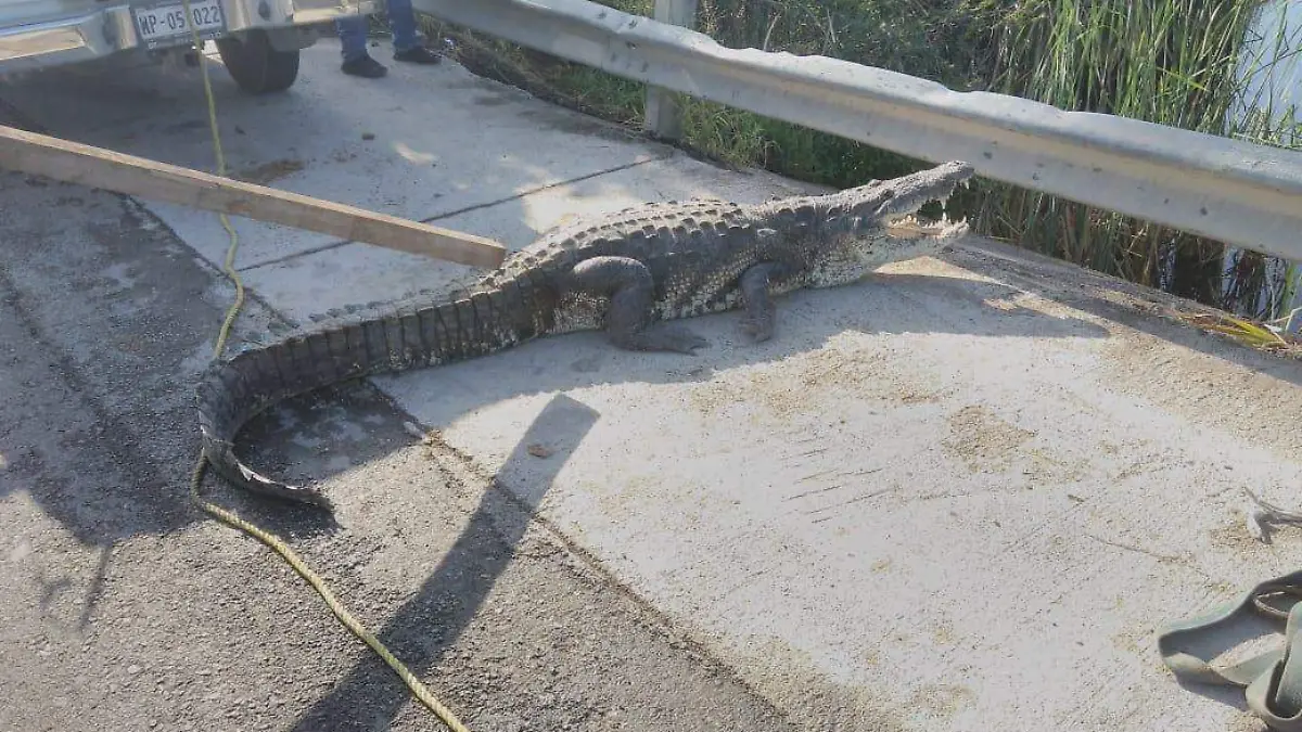 Los cocodrilos de pantano tienen su hábitat en el sur de Tamaulipas