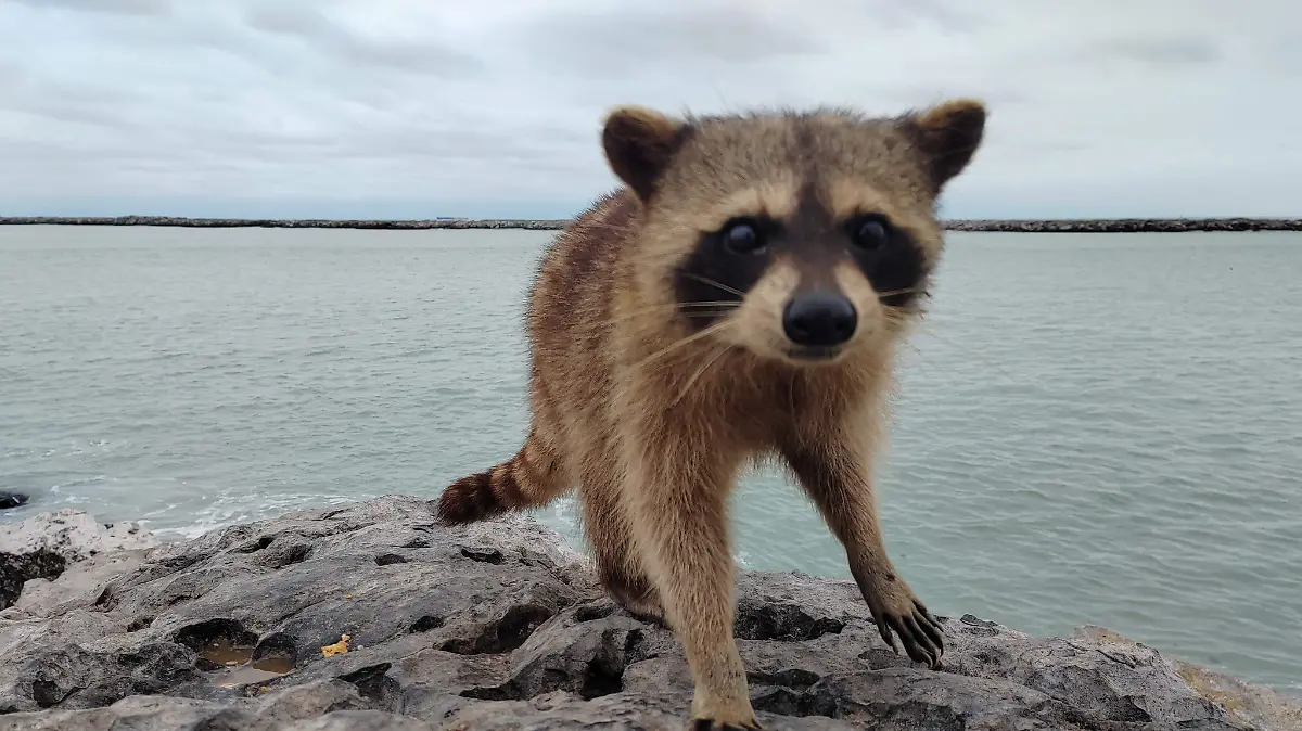 Los mapaches son una de las especies que han llegado a habitar las escolleras de Playa Miramar