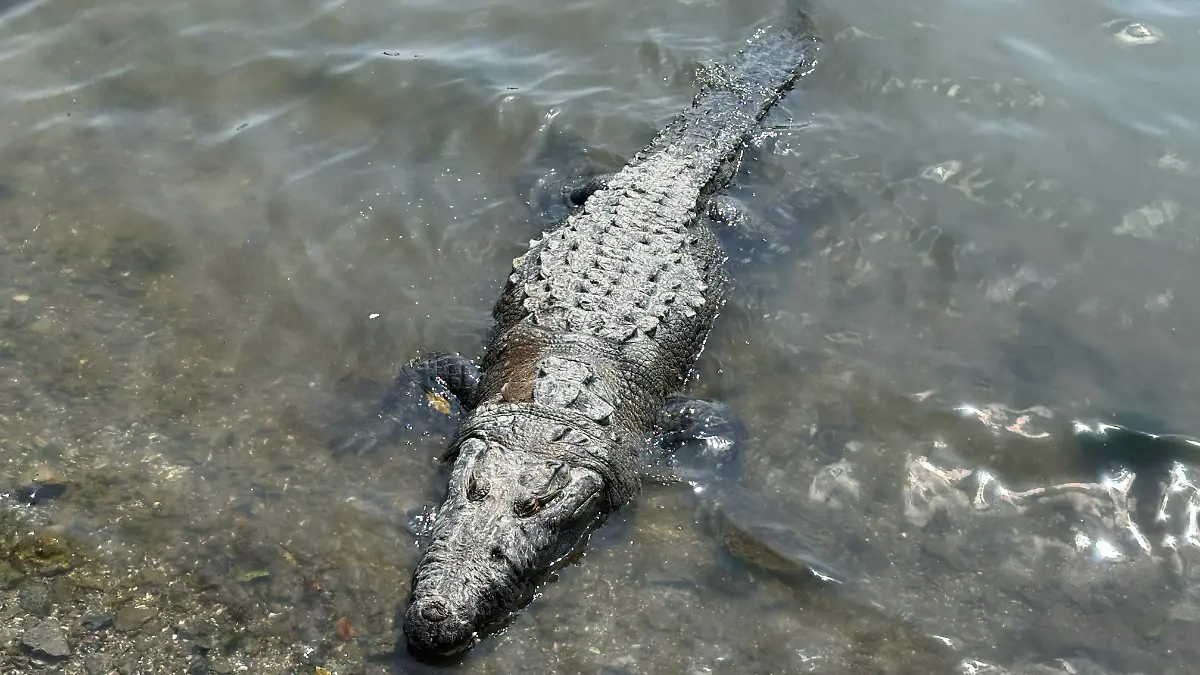 La Laguna del Carpintero es conocida por ser hábitat de cocodrilos e iguanas