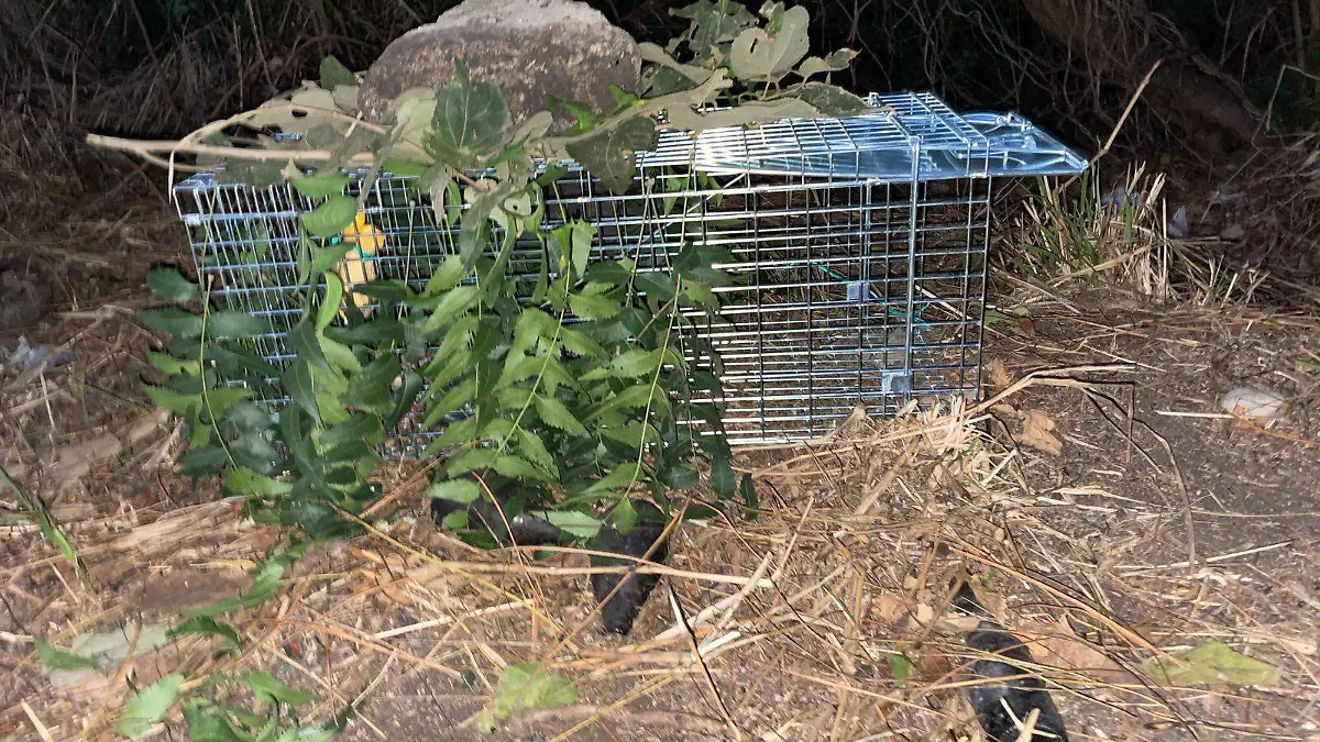 En las inmediaciones de la colonia Ampliación López Mateos se colocó una serie de trampas para capturar al felino