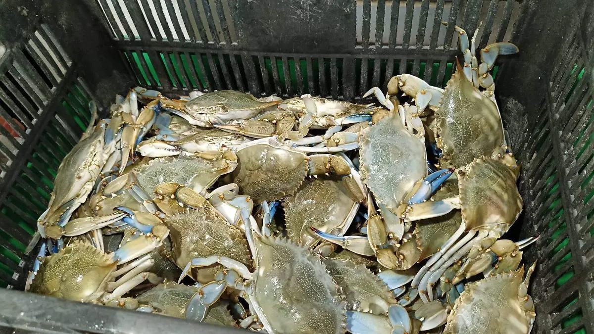 Las jaibas son de lo más buscado por turistas que visitan Tampico en Semana Santa 