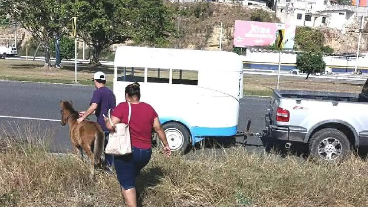 El personal de Protección Animal logró el aseguramiento del potrillo en Tampico