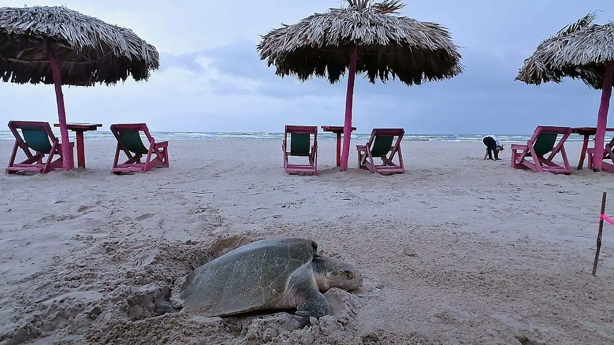 Playa Miramar es zona de llegada de tortugas lora