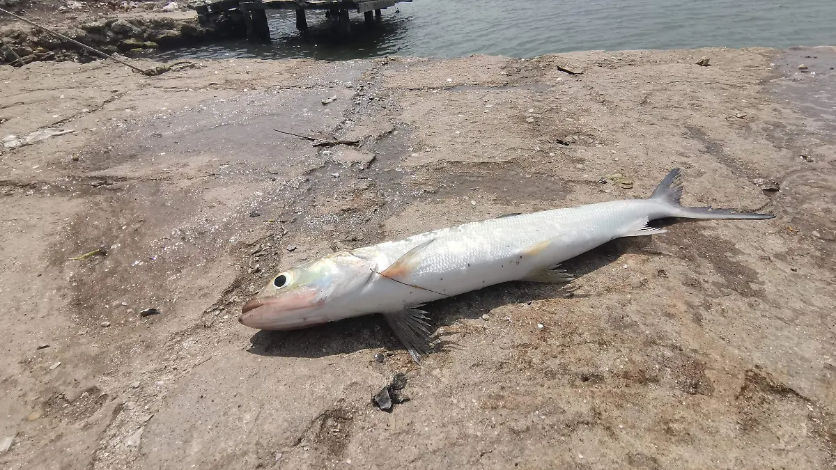 El macabil es un pez de cuerpo alargado, de color plateado, poco apreciado para su consumo