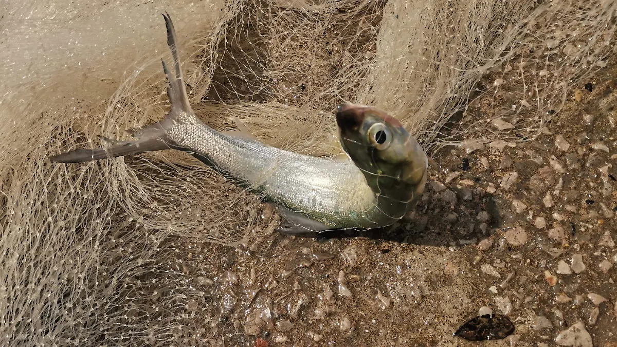 Los pescadores optan por regresarlo al río cada vez que capturan un macabil con sus atarrayas