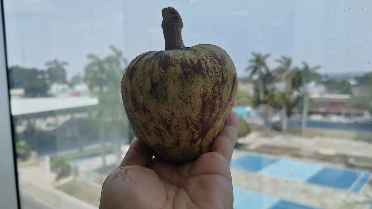 Es un fruto que proviene de árboles de traspatio