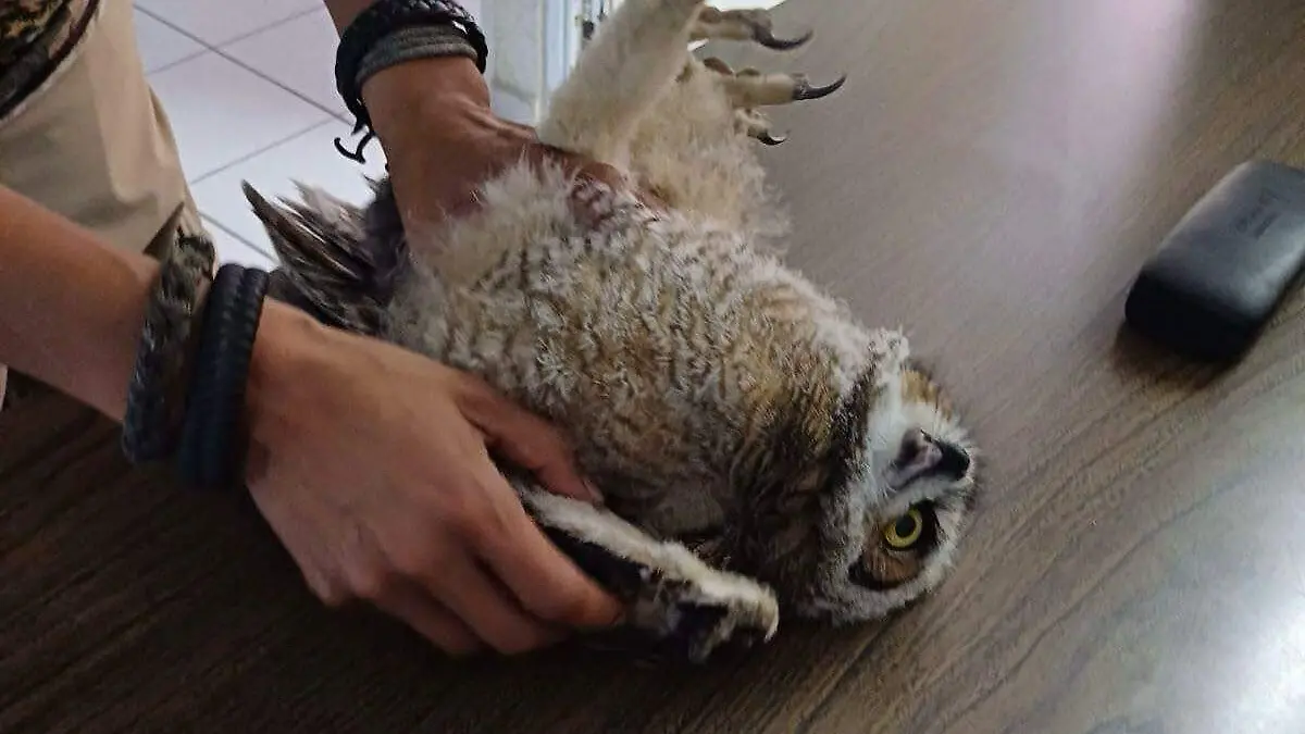 El ejemplar fue examinado por el Departamento de Desarrollo Sustentable de la Secretaría de Desarrollo Urbano y Medio Ambiente