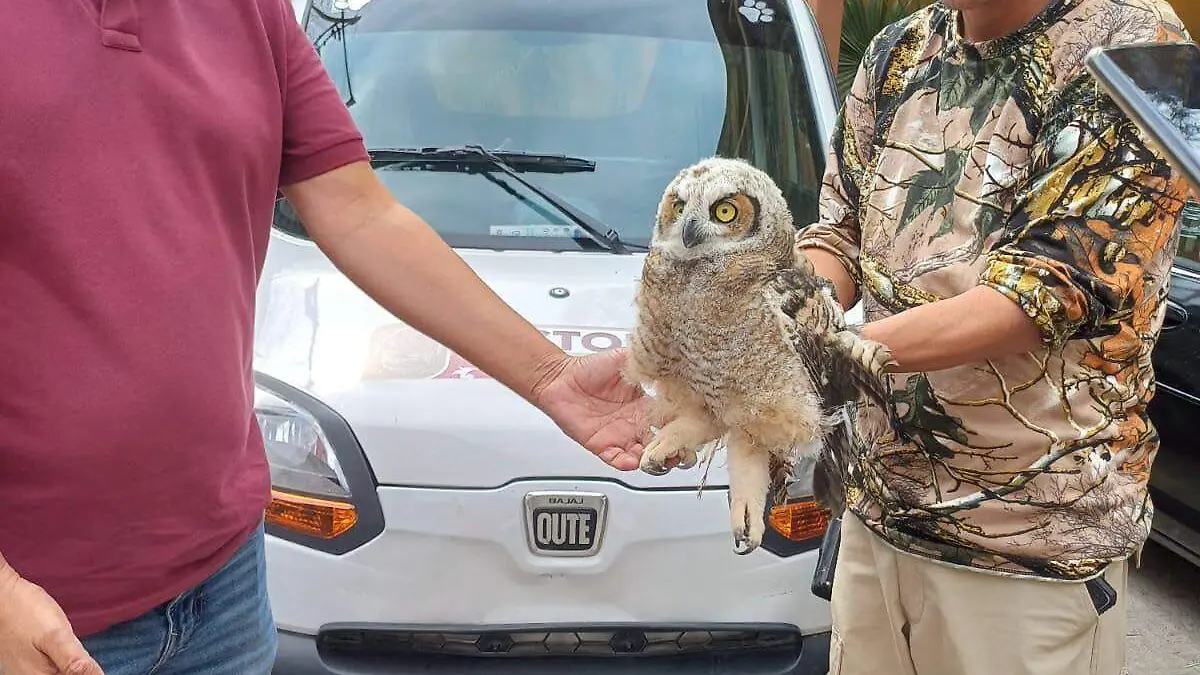 El ejemplar mostró un comportamiento dócil mientras era trasladado al Zoológico de Tamatán, donde recibirá los cuidados necesarios para reintegrarse a la vida silvestre 