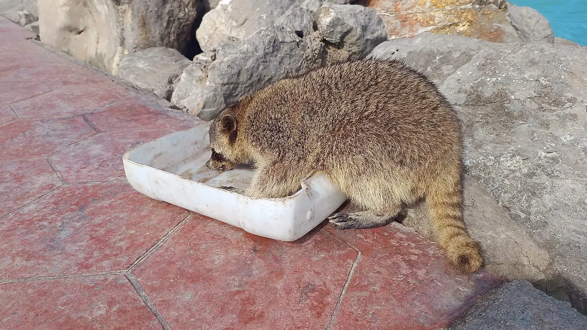 Los mapaches son uno de los mamíferos que puede transmitir rabia