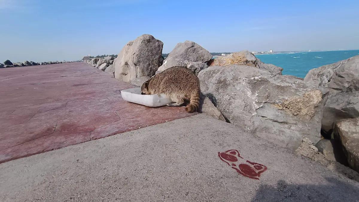 Autoridades municipales y federales llevaron a cabo la inspección de los mapaches en Playa Miramar
