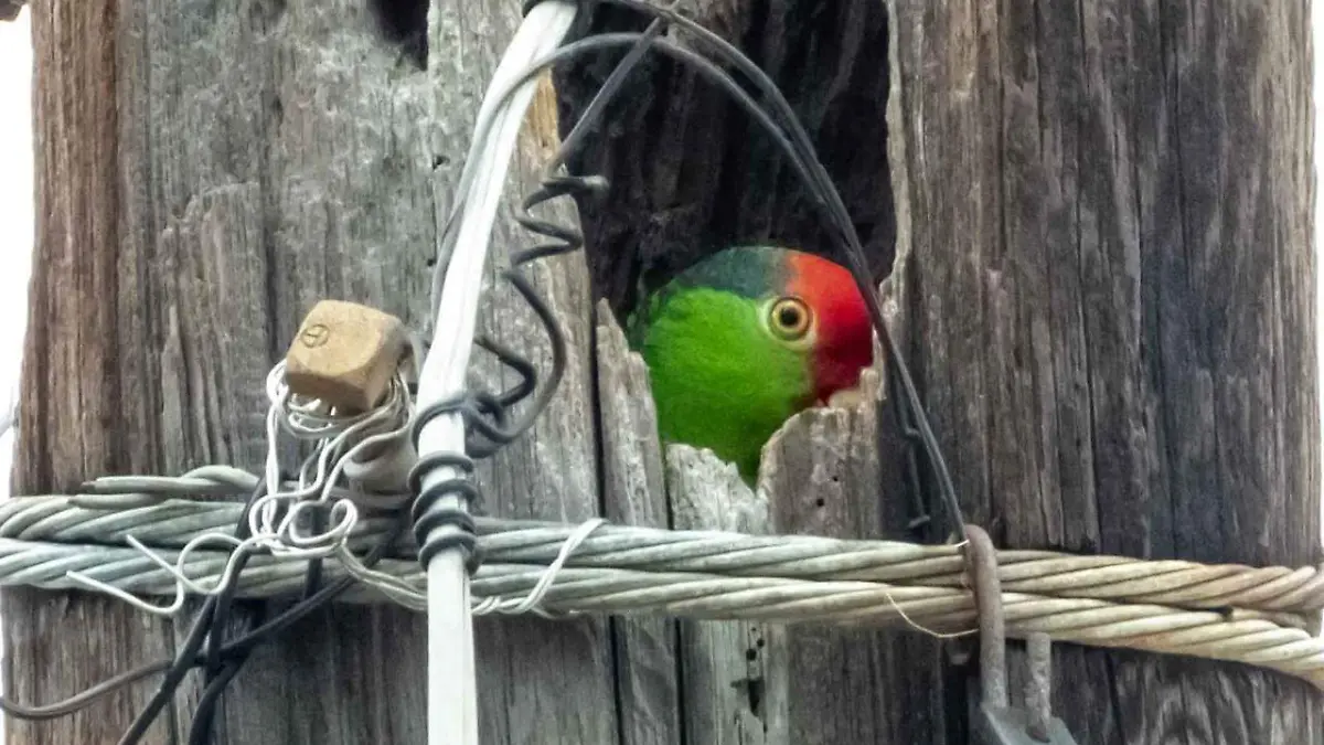 Logran avistamiento de loro tamaulipeco en Tampico