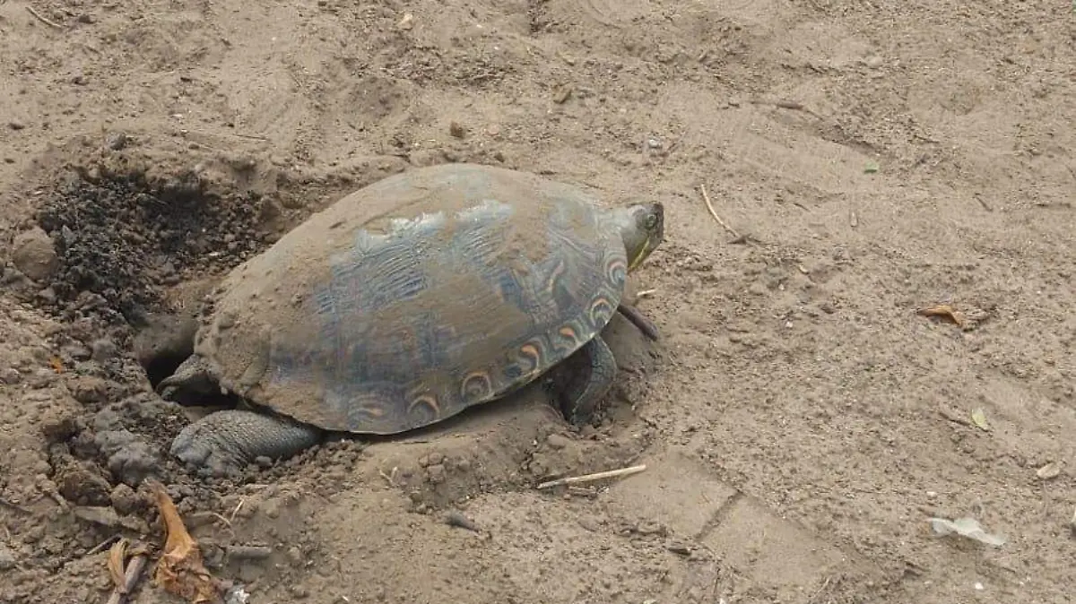 Los huevos de tortuga una vez que fueron asegurados fueron llevados a un sitio seguro