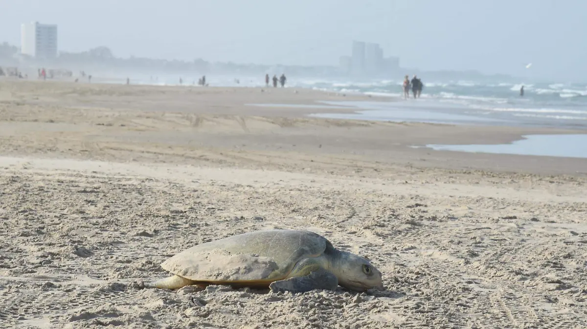 La temporada de tortugas lora en Tamaulipas 2025 es todo un espectáculo natural