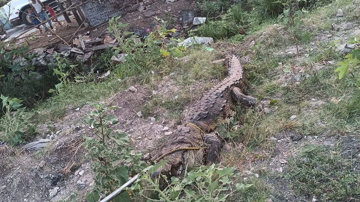 Capturan 5 cocodrilos en Ciudad Madero en lo que va de marzo y abril de 2025