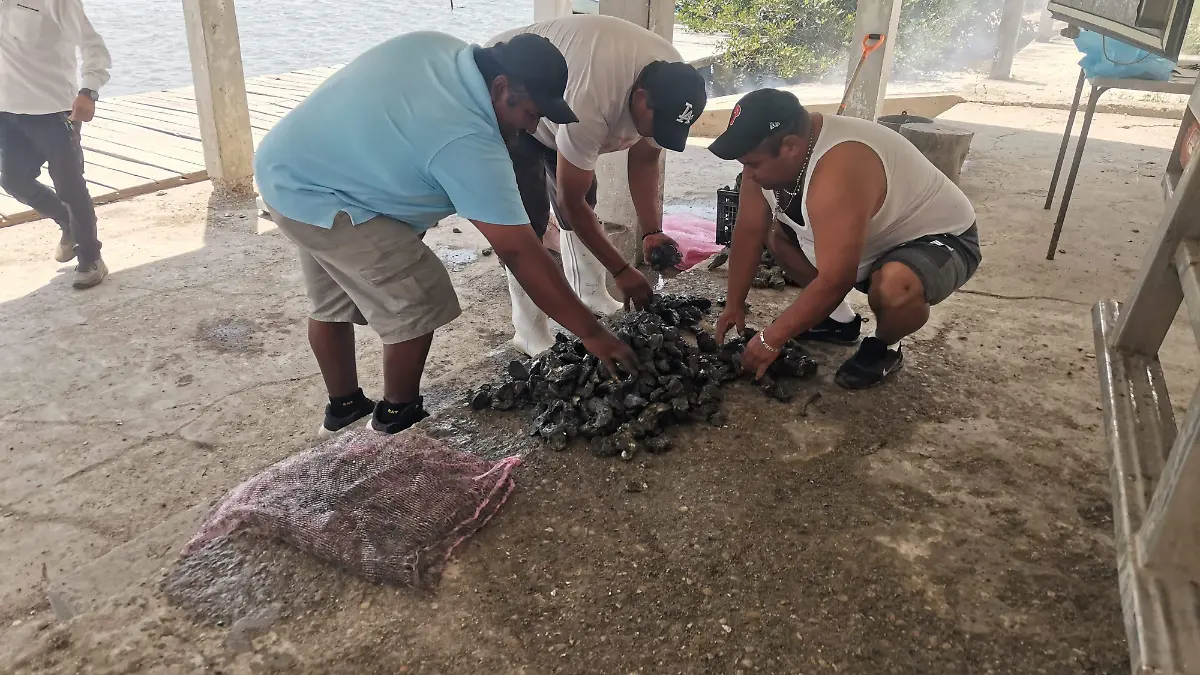 Requieren saber qué está acabando con los bancos ostrícolas de este vaso lacustre