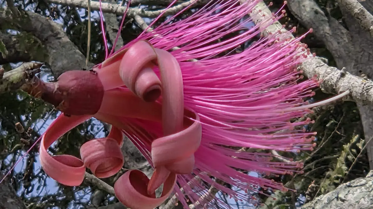 Además de adornar caminos y jardines, a la planta se le atribuyen propiedades medicinales para tratar el asma, la tos y la gripe, además de dolores musculares