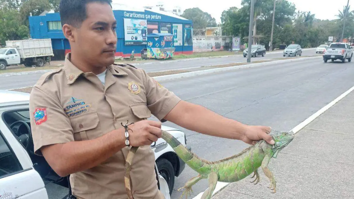 Iguanas en Tampico