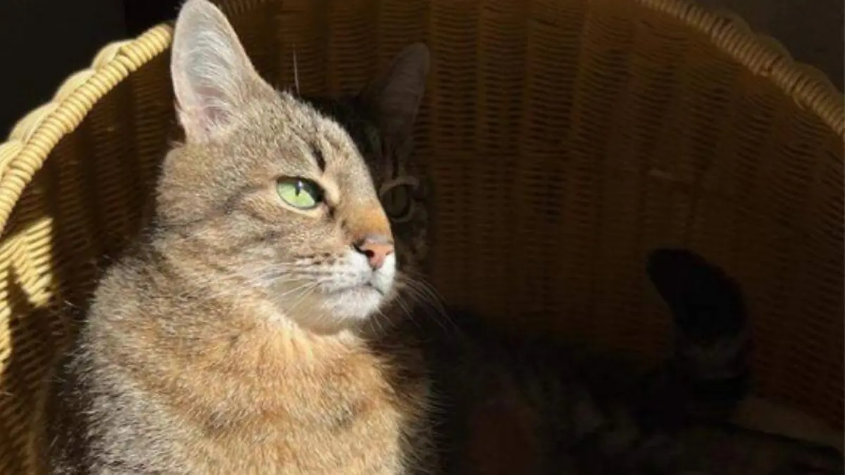 Gato de Rusia