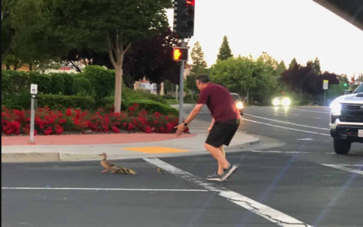 Hombre pierde la vida mientras ayudaba a unos patos a cruzar la calle