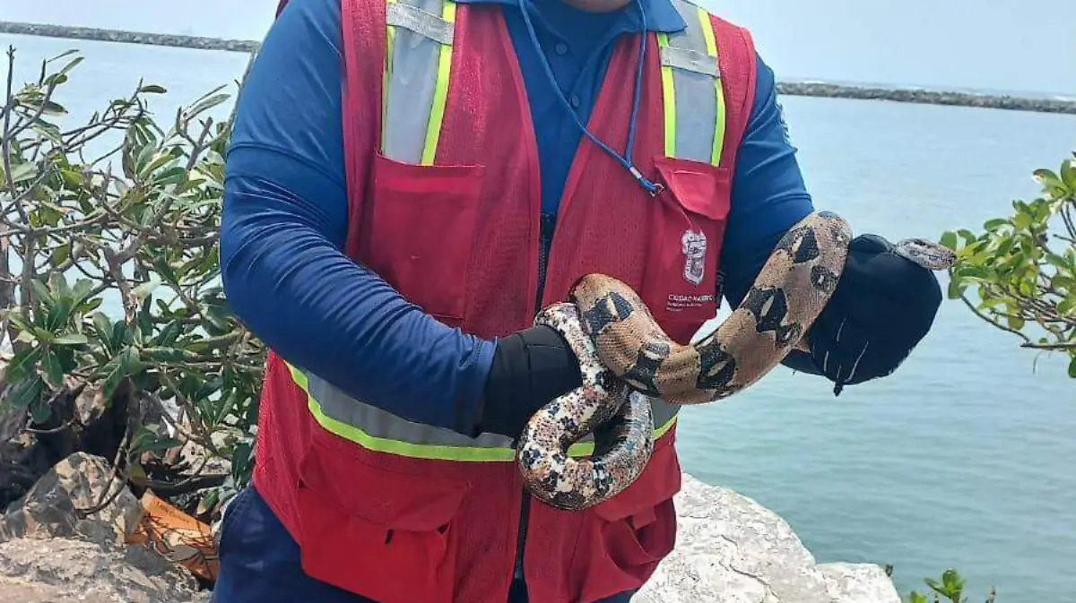 La víbora de 1.20 metros fue capturada por los bomberos de Ciudad Madero