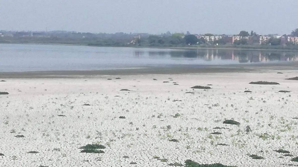 De acuerdo con el Monitor de Sequía de Conagua, 452 municipios en México presentan sequía, incluyendo seis localidades en Tamaulipas