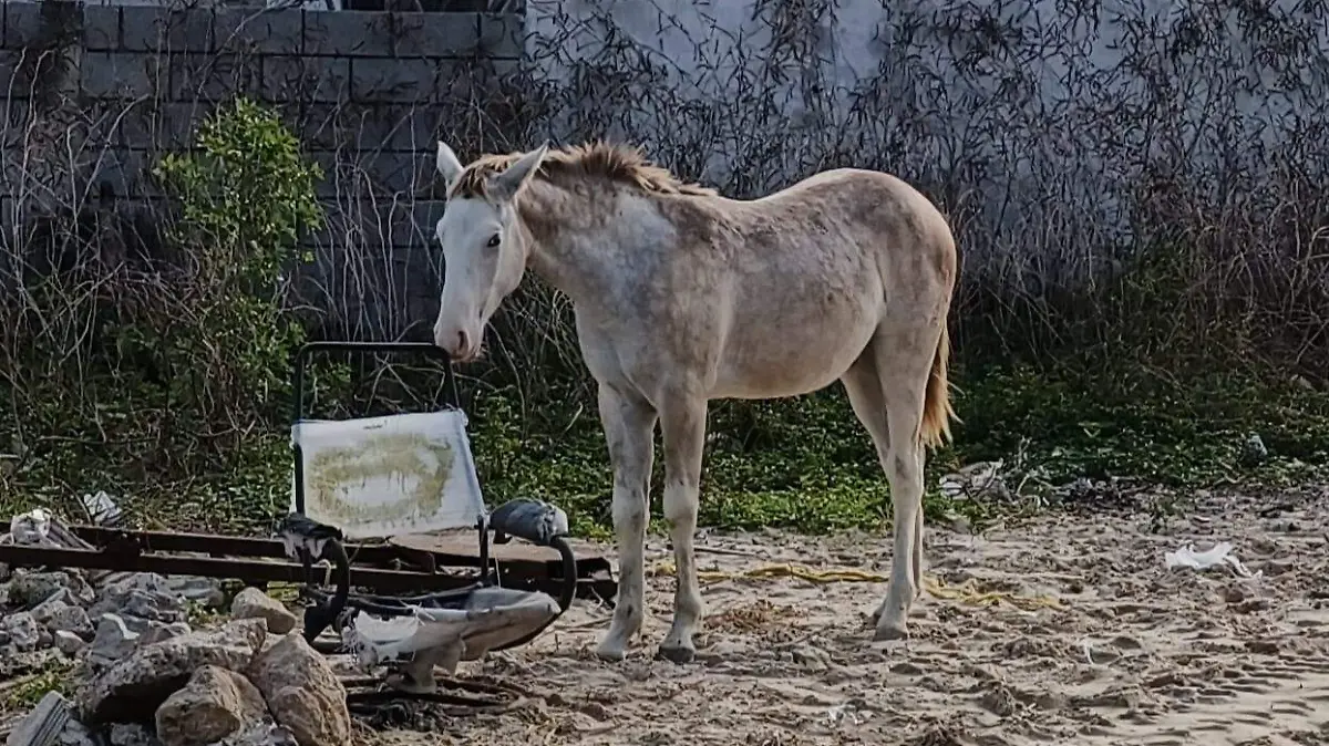 El bienestar de los caballos es una de las prioridades de Tampico