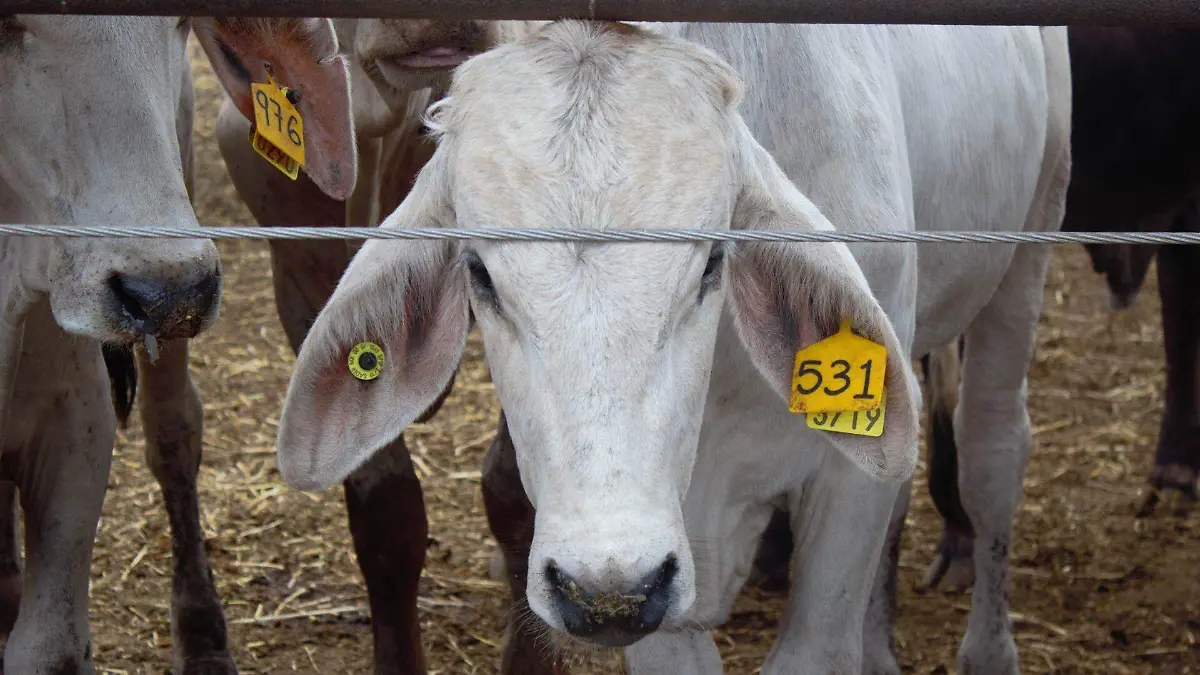Ganaderos de Tamaulipas esperan que Estados Unidos abra otro punto de exportación