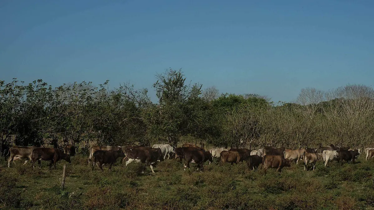 Ganaderos de Tamaulipas esperan que se abra otro punto de exportación, pues el puerto en Ojinaga, Chihuahua, resulta insuficiente