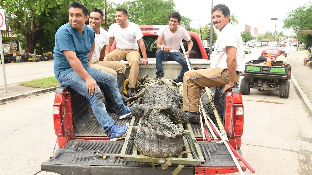Bomberos atiende cualquier llamada sobre avistamiento de cocodrilos.