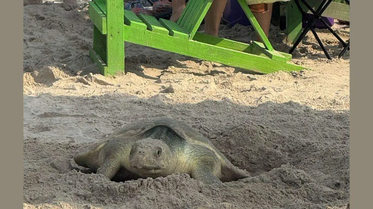 Continúa el arribo de tortugas a playa Miramar