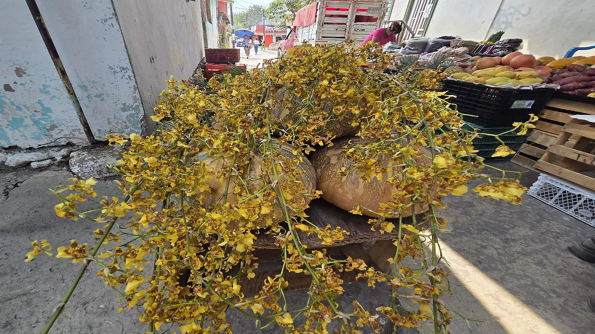 La orquídea es símbolo de protección, fe y tradición entre obreros y familias católicas