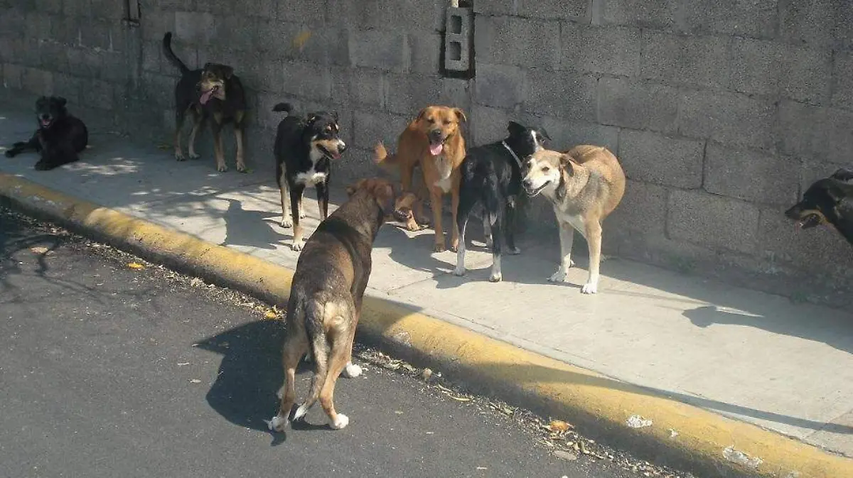 1984: el año en que la rabia paralizó Tampico y puso en emergencia a México