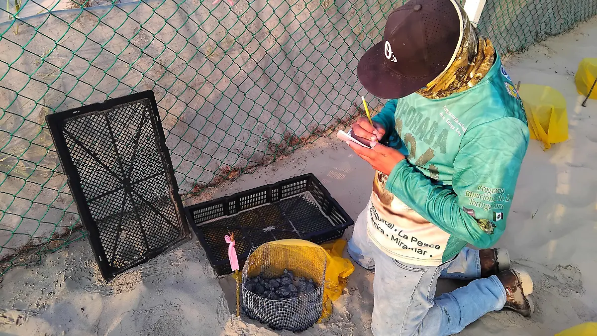 Cincuenta y cuatro crías de tortuga lora fueron liberadas al Golfo de México 