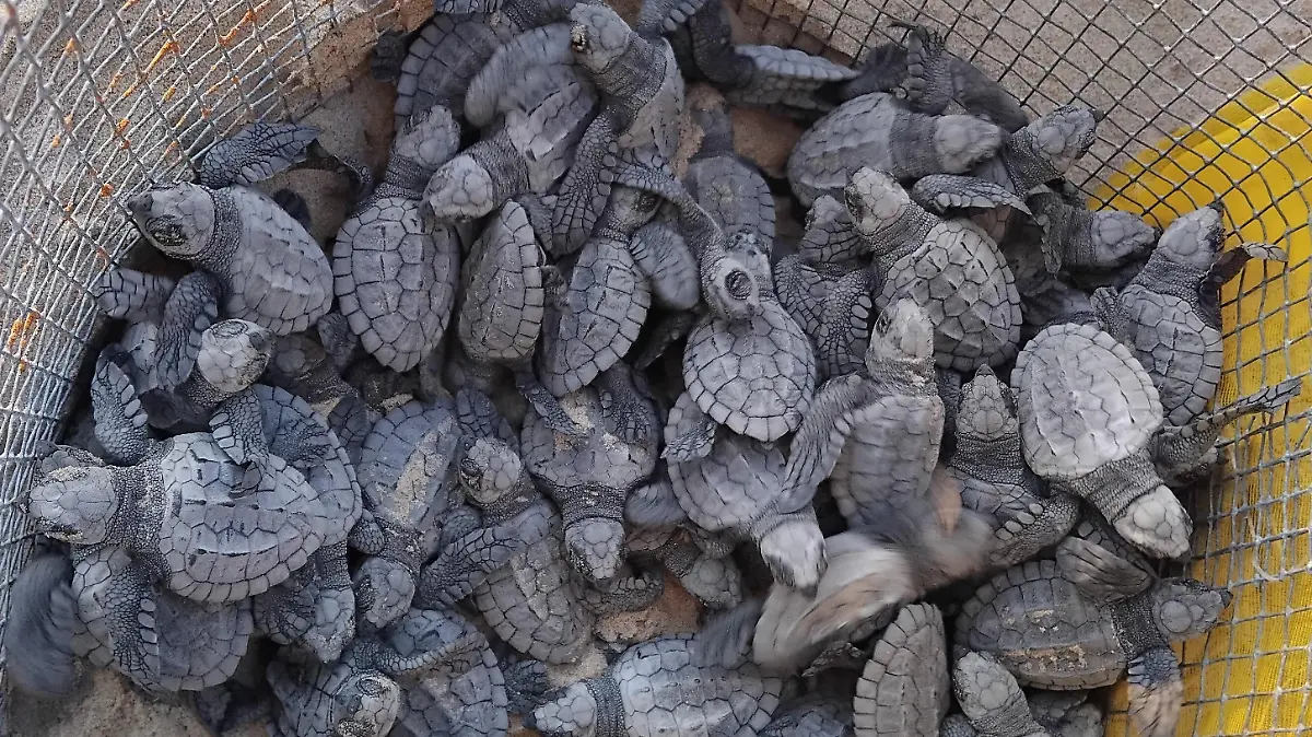 MTM tortugas (1)
