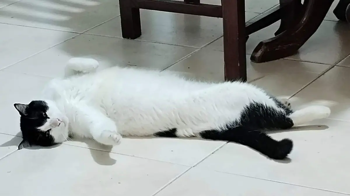 Los gatitos son blanco del envenenamiento en la colonia Infonavit; los hechos encienden la alerta entre vecinos