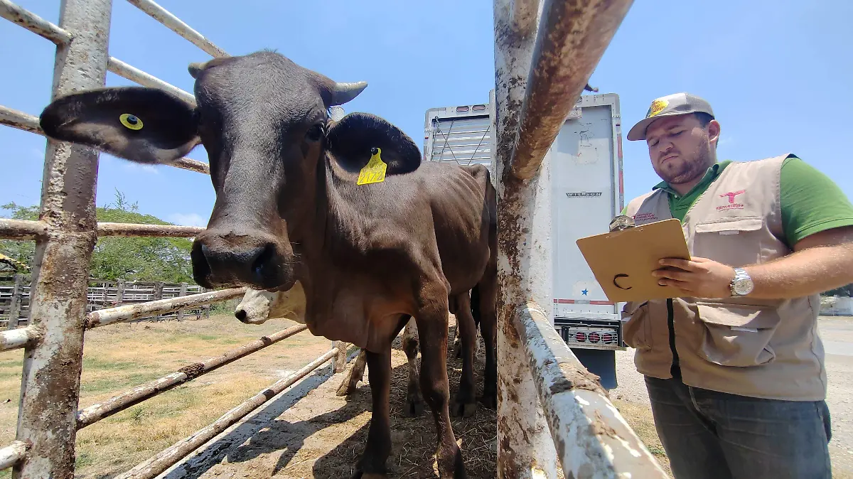 Operativo Tamaulipas 7