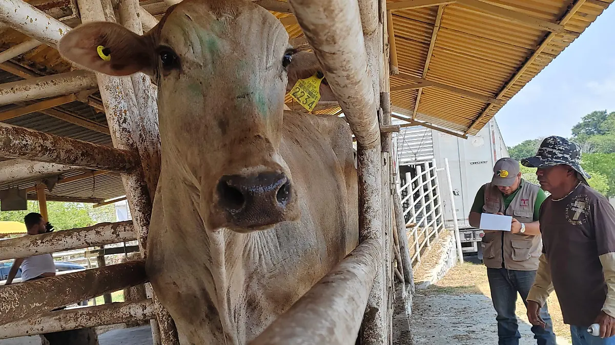 En Tamaulipas se han reforzado las inspecciones del ganado 