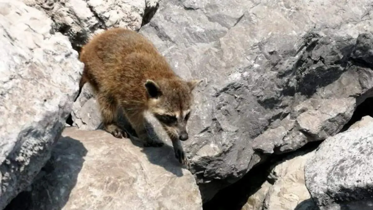 mapaches