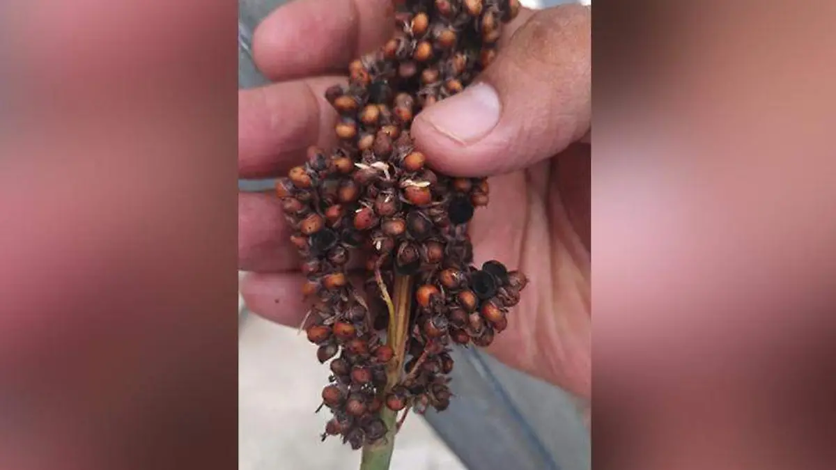 SORGO
