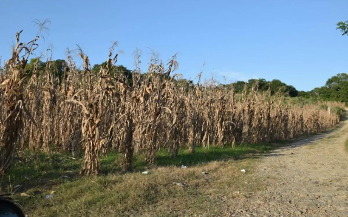 Captura de Pantalla 2021-11-03 a la(s) 13.35.08