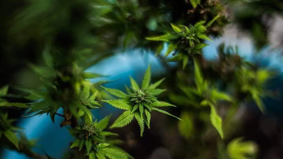 marihuana-cuartoscuro