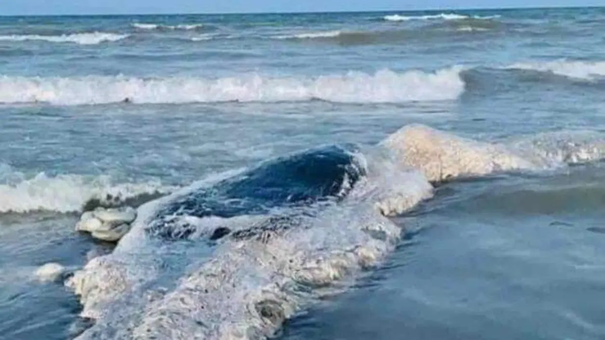 WhatsApp Image 2021-07-19 at 2.50.45 PM (2)