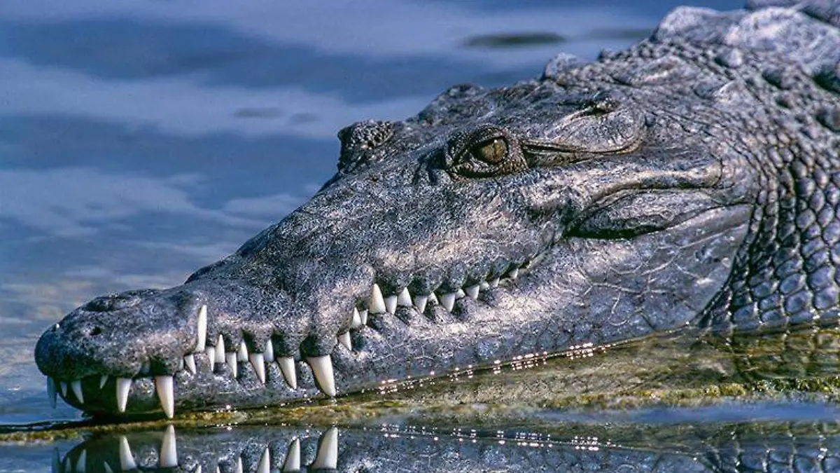 saurio