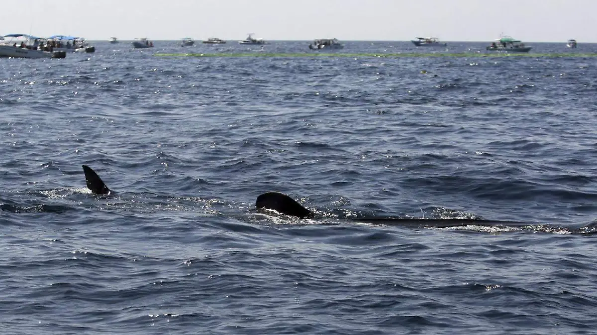 Pescador de Altamira captura tiburón tintorera